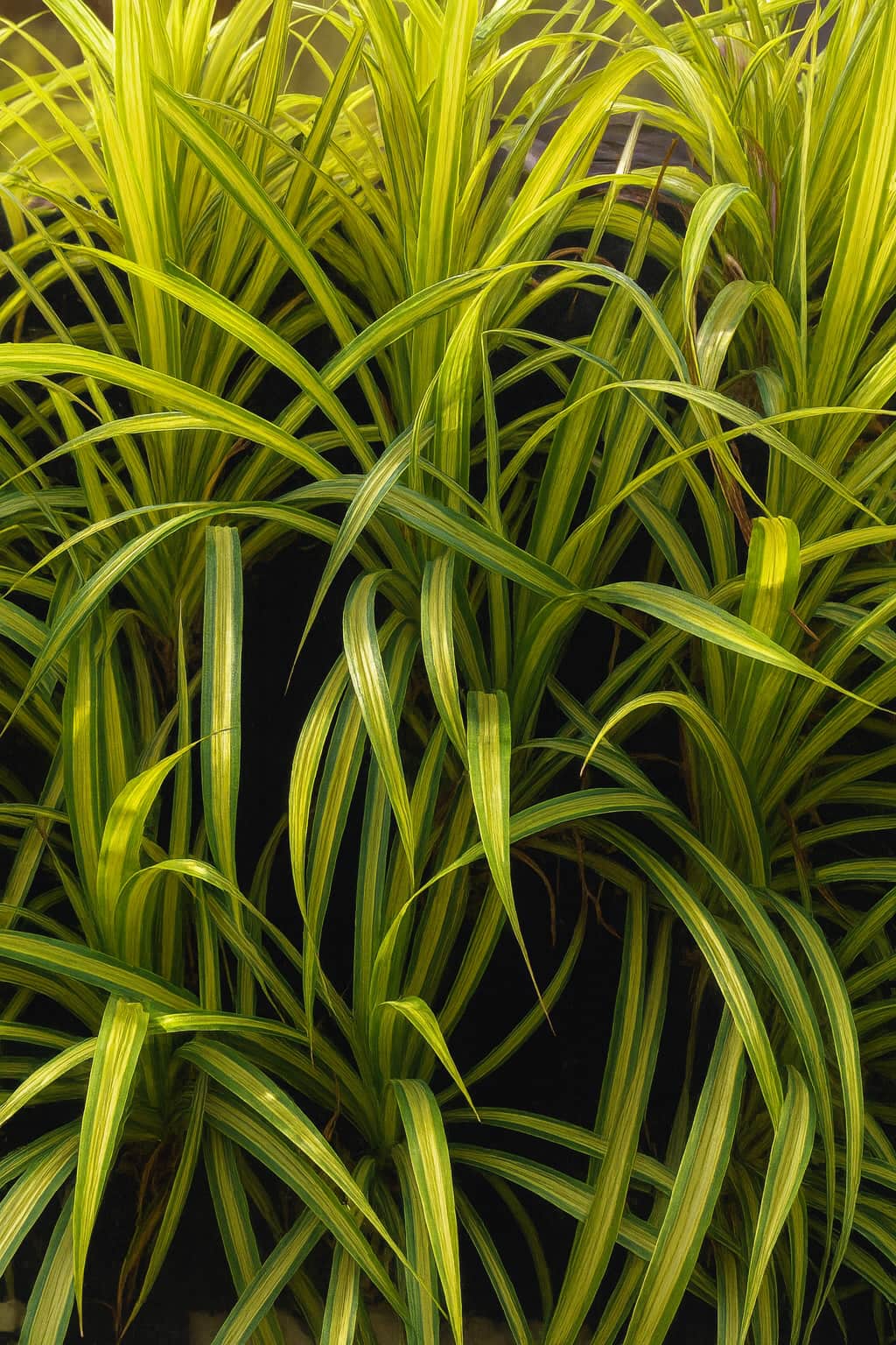 May Flowers Horticulture Installation 63